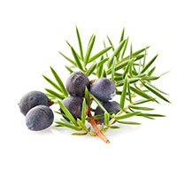 Fresh juniper berries on branch with green needles — antioxidant and anti-inflammatory ingredient in natural blood sugar support supplement
