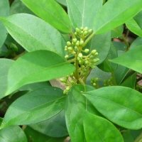 Manganese plant source leaves and buds — essential mineral ingredient supporting insulin production and blood sugar regulation in natural supplement